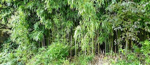 Une photo d'un bosquet de bambou.